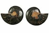 Cut/Polished Ammonite Fossil - Unusual Black Color #132590-1